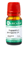 AEGOPODIUM podagraria LM 9 Dilution