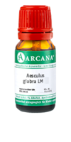 AESCULUS GLABRA LM 23 Dilution