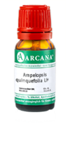 AMPELOPSIS quinquefolia LM 17 Dilution